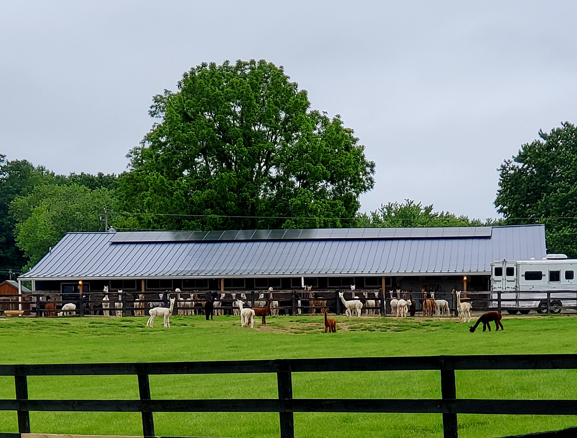 Solar power alpaca farm